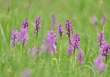 Yeşil kanatlı orkideler, Anacamptis morio, çimenli bir bahar çayırında canlı mor çiçeklerle çiçek açıyor.