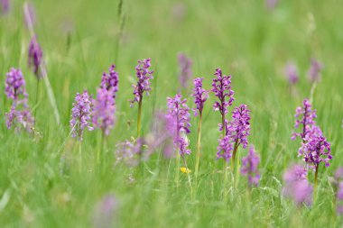 Yeşil kanatlı orkideler, Anacamptis Morio, çimenli bahar çayırlarında mor çiçeklerle çiçek açıyor.