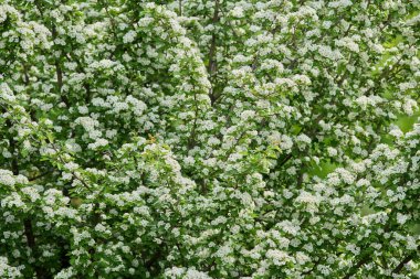 Hawthorn ağacı, Crataegus monogyna, bahar boyunca beyaz çiçekler ve yeşil yapraklarla kaplıdır.