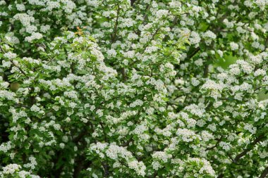 Hawthorn ağacı, Crataegus monogyna, bahar boyunca tamamen küçük beyaz çiçekler ve yeşil yapraklarla kaplıdır.