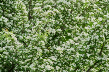 Hawthorn ağacı, Crataegus monogyna, bahar boyunca beyaz çiçekler ve yeşil yapraklarla kaplıdır.