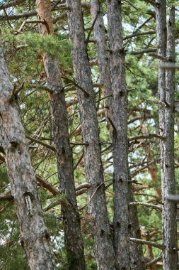 Uzun İskoç çam ağaçları, Pinus Sylvestris, sert kabukları ve güneşli bir ormanda yoğun büyüyen yeşil iğneleriyle