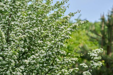 Hawthorn ağacı, Crataegus monogyna, bahar boyunca tamamen küçük beyaz çiçekler ve yeşil yapraklarla kaplıdır.