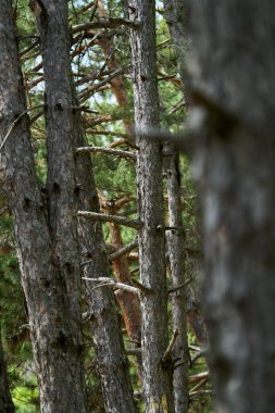 Uzun İskoç çam ağaçları, Pinus Sylvestris, sert kabukları ve güneşli bir ormanda yoğun büyüyen yeşil iğneleriyle
