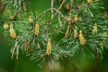Erkek kozalak ve iğneler İskoç çam ağacı, Pinus Sylvestris, ilkbaharda yeşil dallarda oluşur.