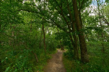 Yaz yapraklarıyla dolu sık yaprak döken bir ormanın içinden geçen kirli bir patika.