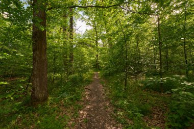Yaz yapraklarıyla dolu sık yaprak döken bir ormanın içinden geçen kirli bir patika.