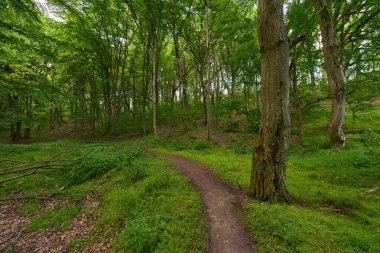 Yaz yaprakları ile yaprak döken ormanda gündüz görüşü