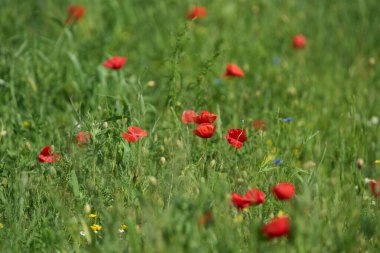 Kırmızı gelincik çiçekleri, papaver rhoeas, baharda yeşil bir alanda uzun ince kökler üzerinde çiçek açarlar.
