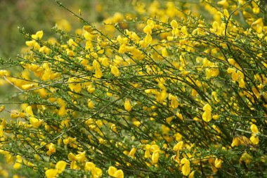 Yaygın süpürge çalısı, Cytisus Scoparius, çimenli bir tarlada büyüyen küçük parlak sarı çiçeklerle kaplı.