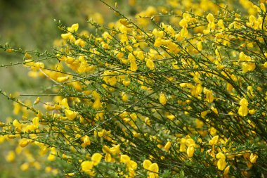 Çimenli bir tarlada büyüyen küçük parlak sarı çiçeklerle kaplı yaygın süpürge çalısı.