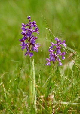 Yeşil kanatlı orkideler, Anacamptis morio, çimenli bir bahar çayırında canlı mor çiçeklerle çiçek açıyor.