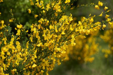 Çimenli bir tarlada büyüyen küçük parlak sarı çiçeklerle kaplı sıradan süpürge çalılarının yakınına.