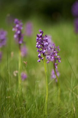 Yeşil kanatlı orkideler, Anacamptis morio, çimenli bir bahar çayırında canlı mor çiçeklerle çiçek açıyor.