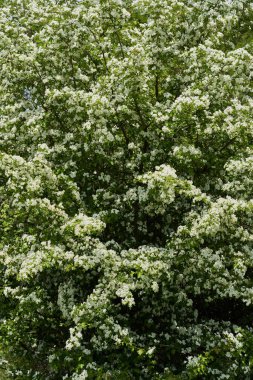 Hawthorn ağacı, Crataegus monogyna, bahar boyunca tamamen küçük beyaz çiçekler ve yeşil yapraklarla kaplıdır.