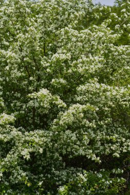 Hawthorn ağacı, Crataegus monogyna, bahar boyunca tamamen küçük beyaz çiçekler ve yeşil yapraklarla kaplıdır.