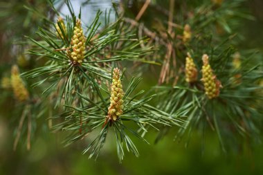İskoç erkek kozalakları ve iğneleri çam ağacı, Pinus Sylvestris, baharda yeşil dallarda şekilleniyor.