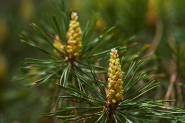 İskoç erkek kozalakları ve iğneleri çam ağacı, Pinus Sylvestris, baharda yeşil dallarda şekilleniyor.