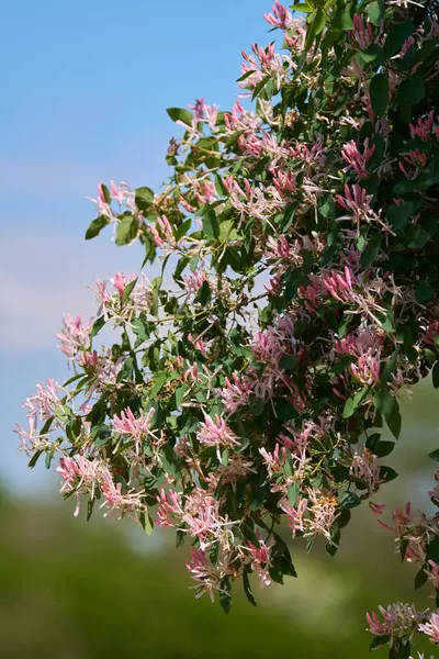 Pembe hanımeli çiçekleri, Lonicera tatarica, açık mavi gökyüzünün altındaki yeşil yapraklı dallarda açan