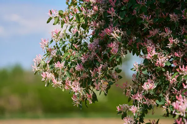 Pembe hanımeli çiçekleri, Lonicera tatarica, açık mavi gökyüzünün altındaki yeşil yapraklı dallarda açan
