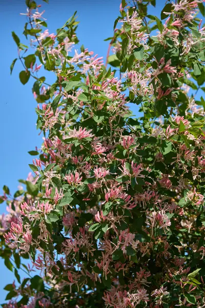 Pembe hanımeli çiçekleri, Lonicera tatarica, açık mavi gökyüzünün altındaki yeşil yapraklı dallarda açan