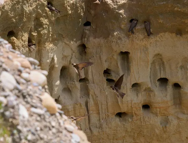 Kum kırlangıçları uçuyor ve yuvalanan deliklerin yanında dikey kumtaşı uçurumunda tünemekteler.
