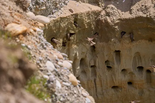 Kum kırlangıçları, Riparia Irmağı, kumtaşı uçurumundaki yuva deliklerinin yanında.