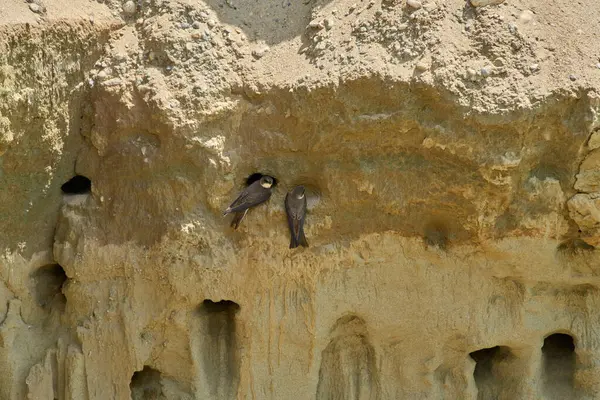 Kum kırlangıçları, Riparia Irmağı, kumtaşı uçurumundaki yuva deliklerinin yanında.