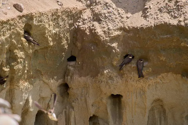 Kum kırlangıçları, Riparia Irmağı, kumtaşı uçurumundaki yuva deliklerinin yanında.