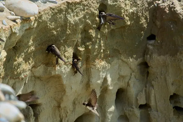 Kum kırlangıçları uçuyor ve yuvalanan deliklerin yanında dikey kumtaşı uçurumunda tünemekteler.