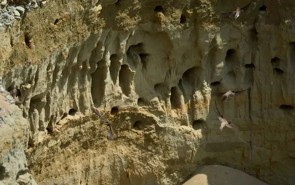 Kum kırlangıçları uçuyor ve yuvalanan deliklerin yanında dikey kumtaşı uçurumunda tünemekteler.