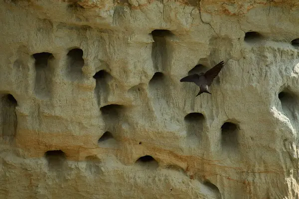 Sand Martin, Riparia Riparia, kumtaşı uçurumundaki yuva deliklerinin yanında.