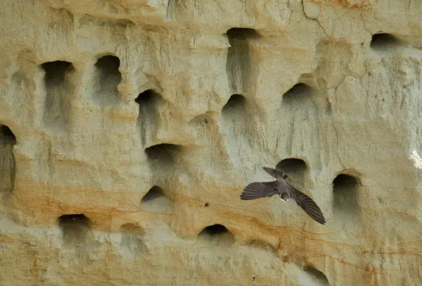 Sand Martin, Riparia Riparia, kumtaşı uçurumundaki yuva deliklerinin yanında.