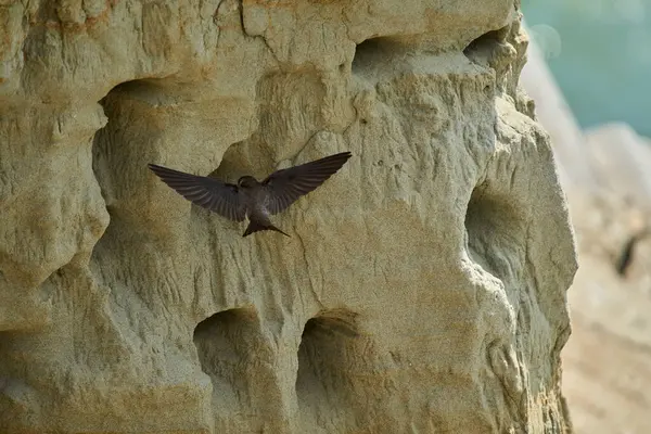 Sand Martin, Riparia Riparia, kumtaşı uçurumundaki yuva deliklerinin yanında.