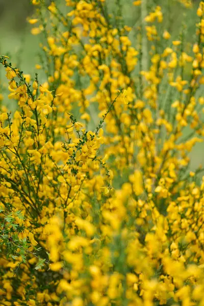 Yaygın süpürge çalısı, Cytisus Scoparius, çimenli bir tarlada büyüyen küçük parlak sarı çiçeklerle kaplı.