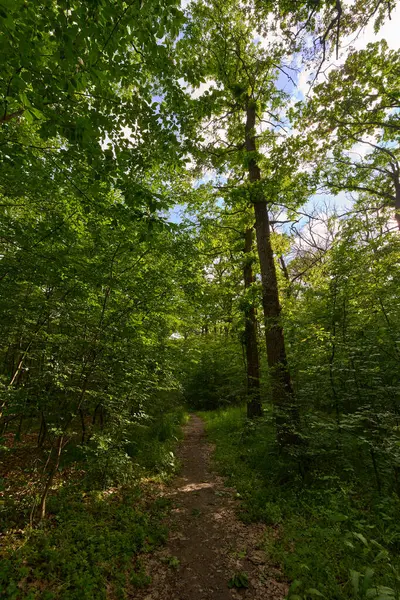 Yaz yaprakları ile yaprak döken ormanda gündüz görüşü