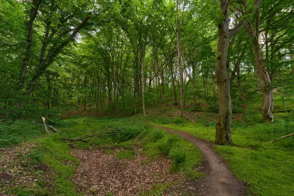 Yaz yaprakları ile yaprak döken ormanda gündüz görüşü