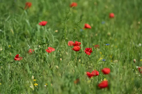 Kırmızı gelincik çiçekleri, papaver rhoeas, baharda yeşil bir alanda uzun ince kökler üzerinde çiçek açarlar.