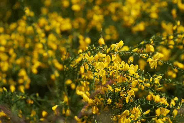 Çimenli bir tarlada büyüyen küçük parlak sarı çiçeklerle kaplı sıradan süpürge çalılarının yakınına.