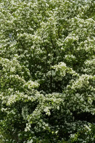 Hawthorn ağacı, Crataegus monogyna, bahar boyunca tamamen küçük beyaz çiçekler ve yeşil yapraklarla kaplıdır.