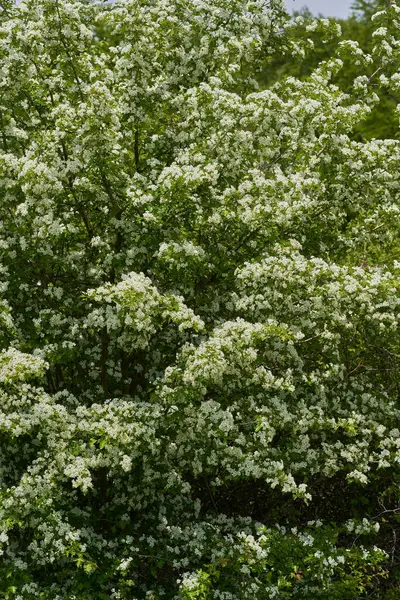 Hawthorn ağacı, Crataegus monogyna, bahar boyunca tamamen küçük beyaz çiçekler ve yeşil yapraklarla kaplıdır.