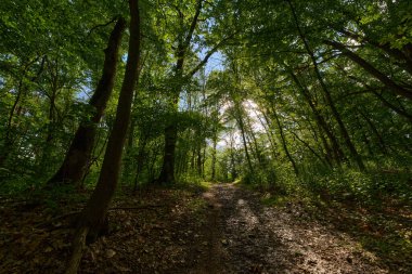 Yoğun yaz yaprakları ve engebeli arazide süzülen güneşli orman izleri.