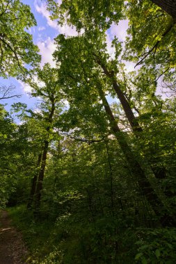 Yoğun bir yaz ormanında uzun ağaçların arasından süzülen güneş ışığı