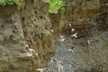 Banka kırlangıçlar uçuyor ve kumlu kayalıklarda yuvalanan deliklere tünemiş.