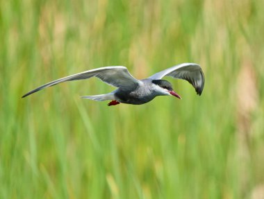 Bıyıklı deniz feneri, Chlidonias melezi, uçuşun ortasında bir bataklığın üzerinde süzülüyor.