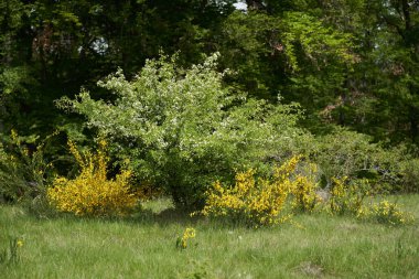 Çiçekli şahin dikeni ve süpürge çalıları ormanın kenarındaki çimenli bir çayırda çiçek açıyor.