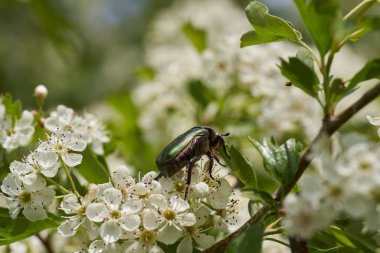 Metalik yeşil bir gül chafer böceği, Cetonia aurata, şahin dikeni çiçekleriyle beslenir (Crataegus monogyna)