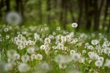 Arkasında yeşil çimenler ve ağaçlar olan karahindiba tarlaları.