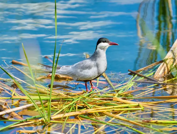 Yetişkin bıyıklı deniz kestanesi, Chlidonias melezi, tatlı sulardaki sazlıkların üzerinde duruyor.