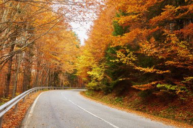Rüzgarlı bulutlu bir günde, sarmal orman yolu renkli sonbahar yapraklarıyla kaplı.